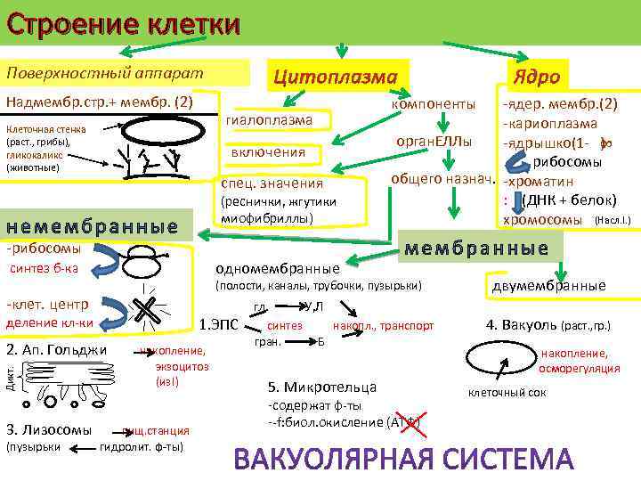 Строение клетки Поверхностный аппарат Надмембр. стр. + мембр. (2) Цитоплазма компоненты гиалоплазма -ядер. мембр.