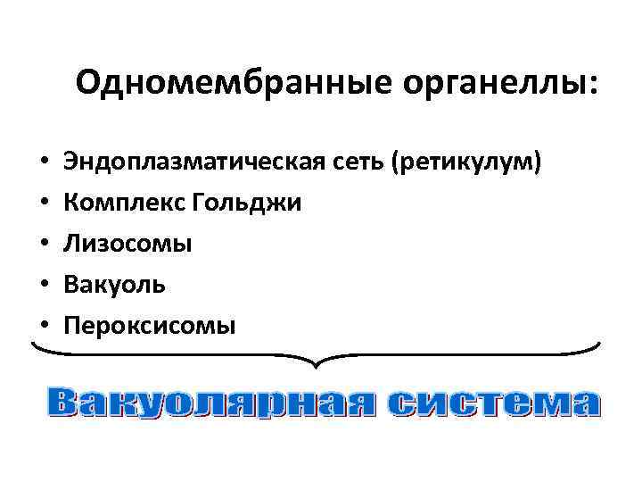 Одномембранные органеллы: • • • Эндоплазматическая сеть (ретикулум) Комплекс Гольджи Лизосомы Вакуоль Пероксисомы 