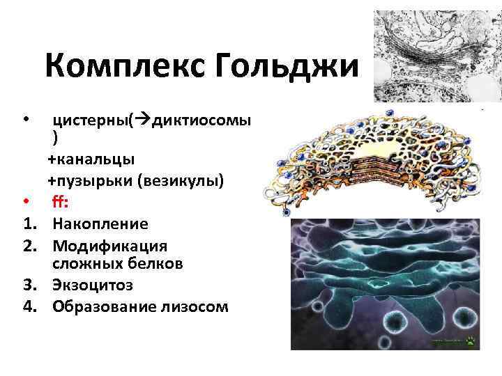 Комплекс гольджи это. Диктиосомы аппарата Гольджи. Аппарат Гольджи канальцы. Пузырьки аппарата комплекса Гольджи. Диктиосома комплекса гльджи.