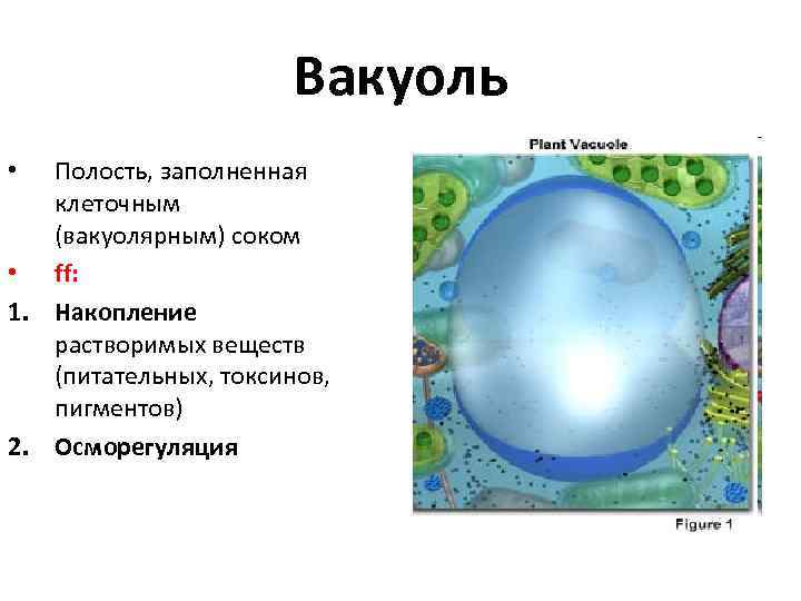 Вакуоль Полость, заполненная клеточным (вакуолярным) соком • ff: 1. Накопление растворимых веществ (питательных, токсинов,