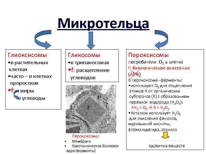 Микротельца Глиоксисомы • в растительных клетках • часто – в клетках проростков • f: