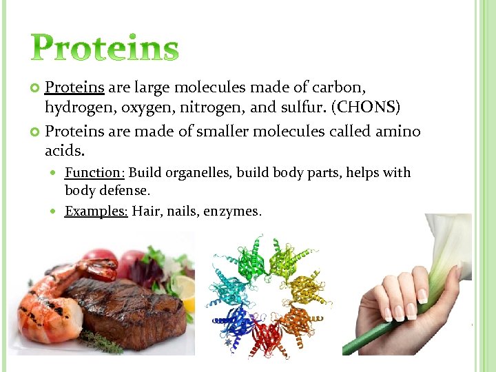 Proteins are large molecules made of carbon, hydrogen, oxygen, nitrogen, and sulfur. (CHONS) Proteins