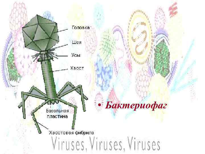  • Бактериофаг 