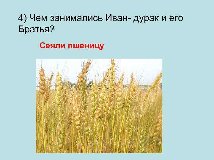 4) Чем занимались Иван- дурак и его Братья? Сеяли пшеницу 