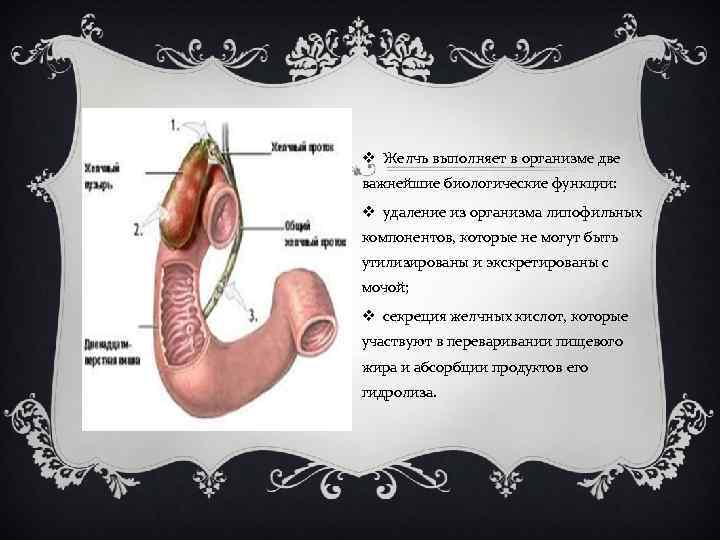 v Желчь выполняет в организме две важнейшие биологические функции: v удаление из организма липофильных