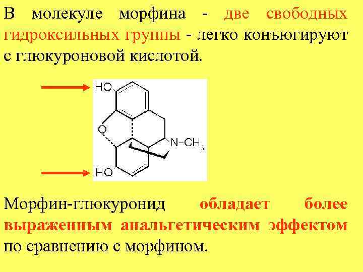 В молекуле морфина - две свободных гидроксильных группы - легко конъюгируют с глюкуроновой кислотой.