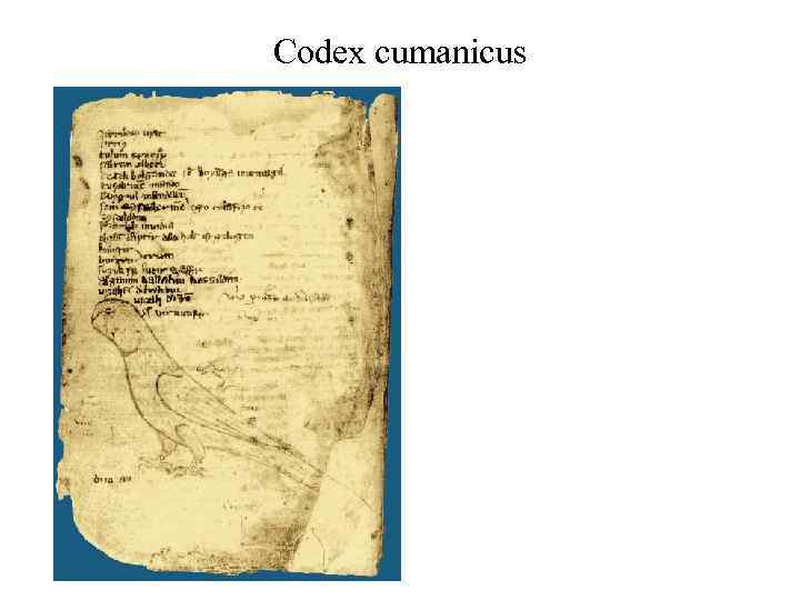 Codex cumanicus 