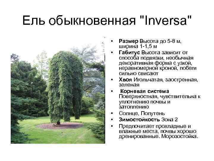 Ель обыкновенная "Inversa" • • Размер Высота до 5 -8 м, ширина 1 -1,