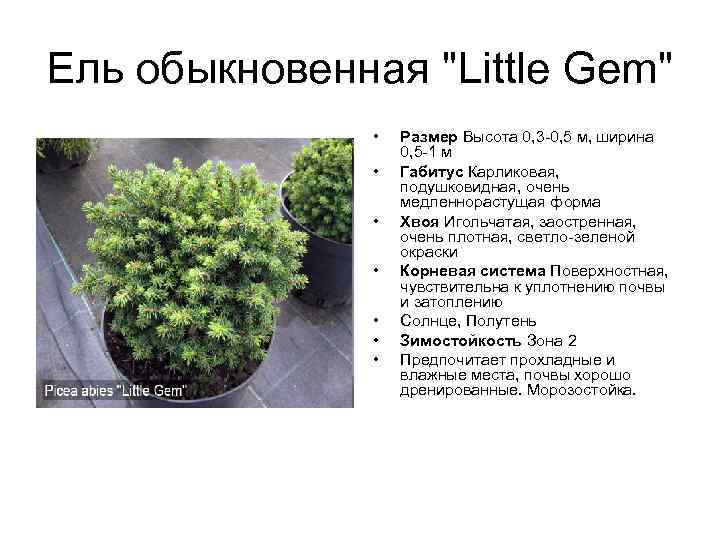 Ель обыкновенная "Little Gem" • • Размер Высота 0, 3 -0, 5 м, ширина