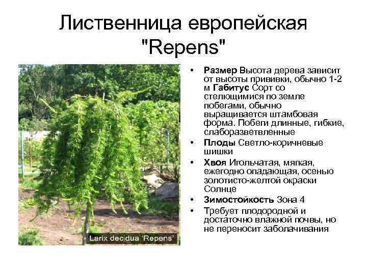 Лиственница европейская "Repens" • • • Размер Высота дерева зависит от высоты прививки, обычно