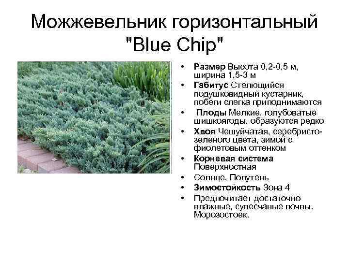 Можжевельник горизонтальный "Blue Chip" • • Размер Высота 0, 2 -0, 5 м, ширина