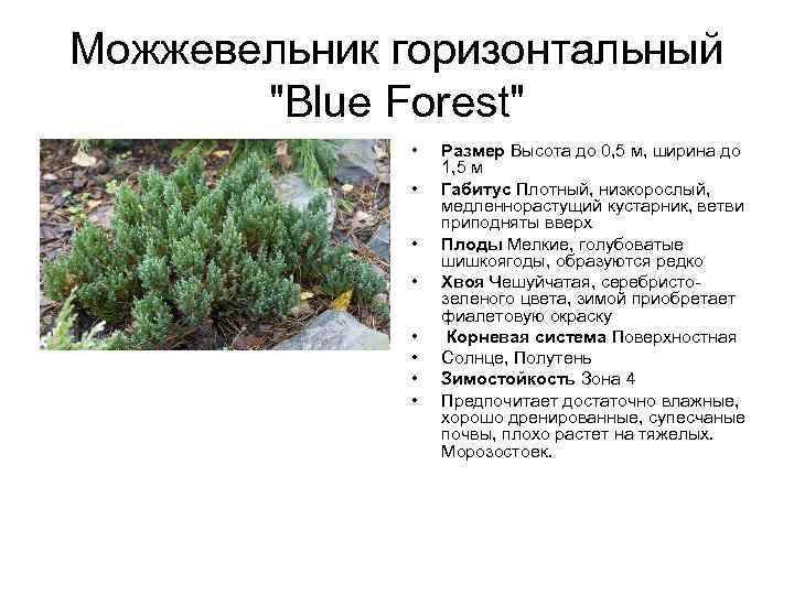 Можжевельник горизонтальный "Blue Forest" • • Размер Высота до 0, 5 м, ширина до