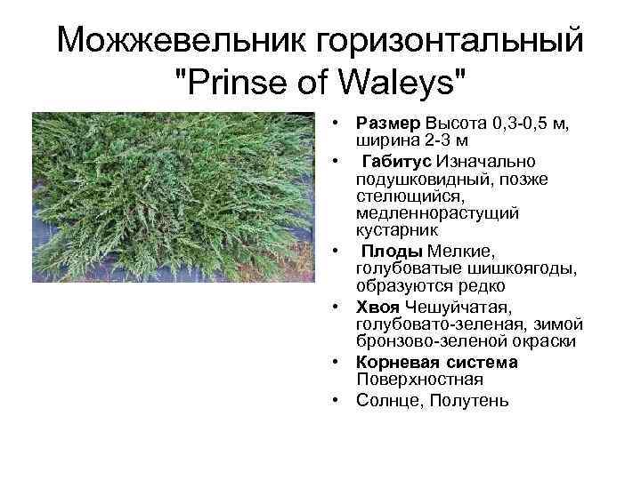 Можжевельник горизонтальный "Prinse of Waleys" • Размер Высота 0, 3 -0, 5 м, ширина