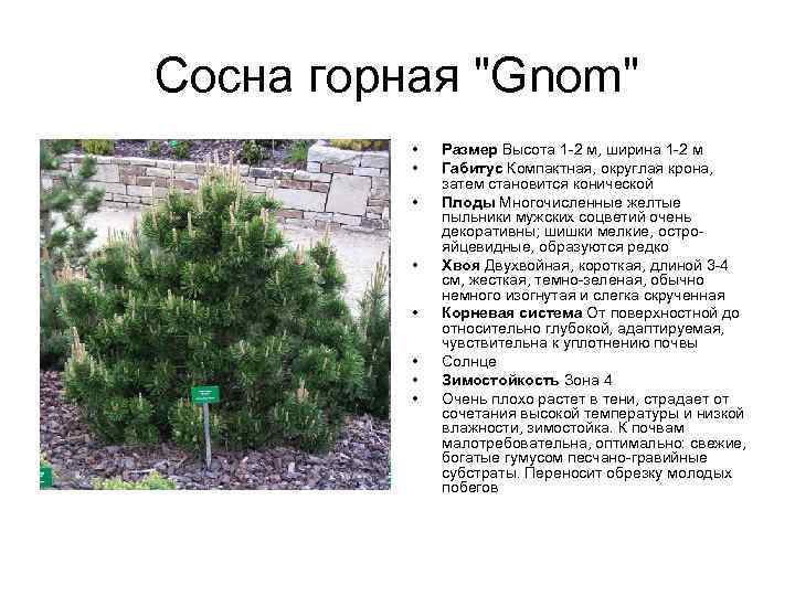 Сосна горная "Gnom" • • Размер Высота 1 -2 м, ширина 1 -2 м