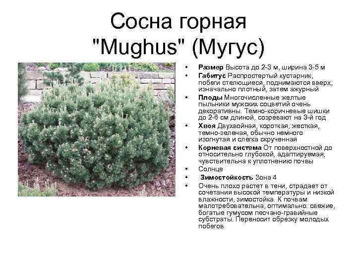 Сосна горная "Mughus" (Мугус) • • Размер Высота до 2 -3 м, ширина 3