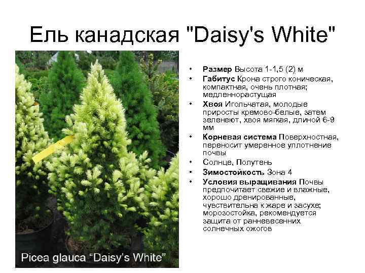 Ель канадская "Daisy's White" • • Размер Высота 1 -1, 5 (2) м Габитус