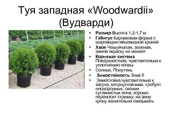 Туя западная «Woodwardii» (Вудварди) • • Размер Высота 1, 2 -1, 7 м Габитус