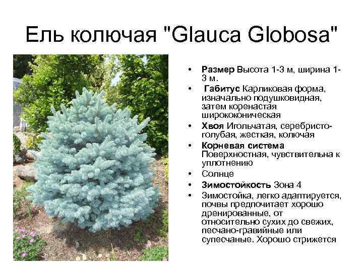 Ель колючая "Glauca Globosa" • • Размер Высота 1 -3 м, ширина 13 м.