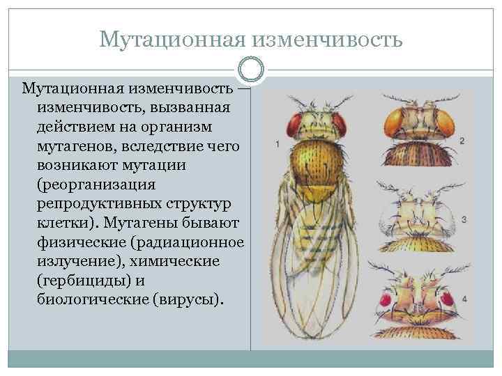 Примеры мутационной изменчивости