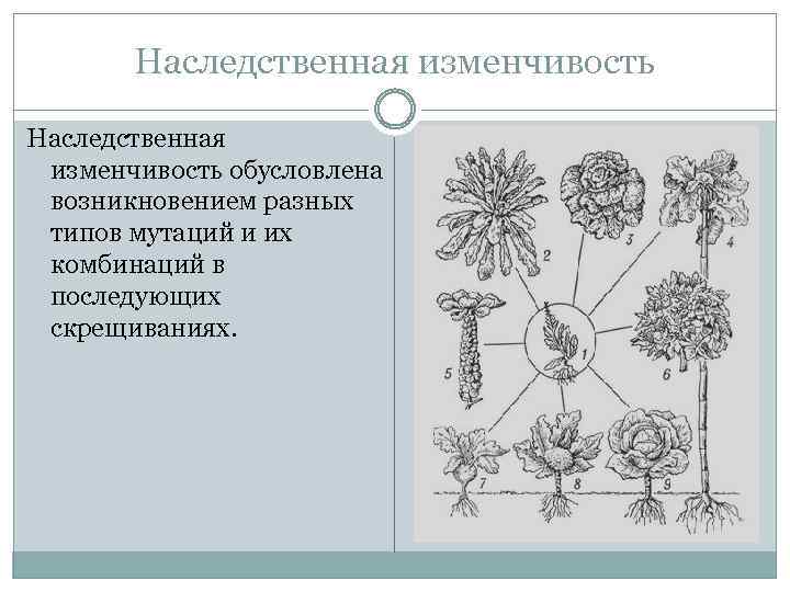 Наследственная изменчивость обусловлена возникновением разных типов мутаций и их комбинаций в последующих скрещиваниях. 