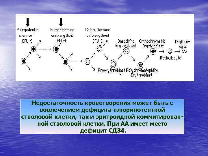 Недостаточность кроветворения может быть с вовлечением дефицита плюрипотентной стволовой клетки, так и эритроидной коммитированной