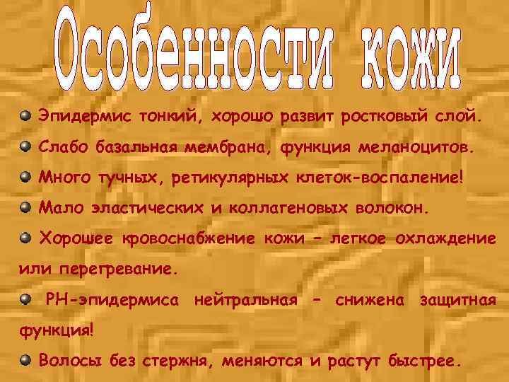 Эпидермис тонкий, хорошо развит ростковый слой. Слабо базальная мембрана, функция меланоцитов. Много тучных, ретикулярных