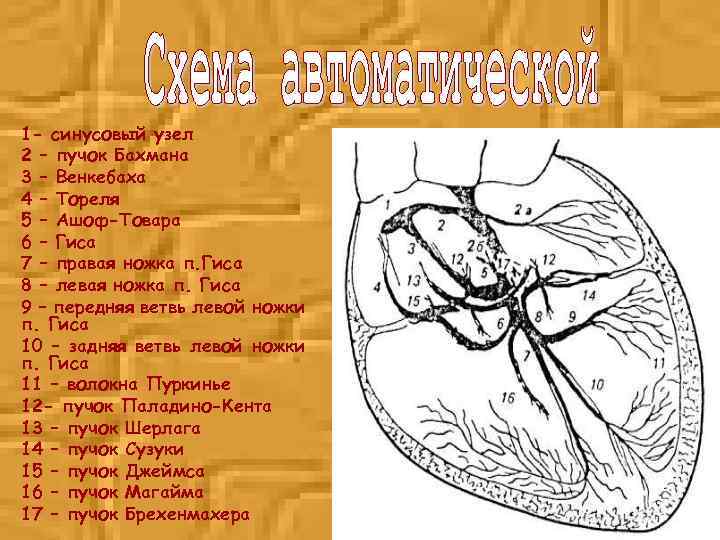 1 - синусовый узел 2 – пучок Бахмана 3 – Венкебаха 4 – Тореля