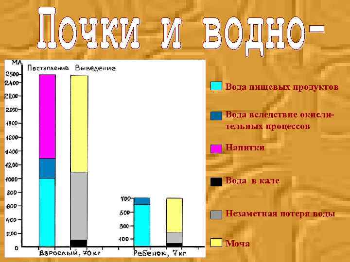 Вода пищевых продуктов Вода вследствие окислительных процессов Напитки Вода в кале Незаметная потеря воды