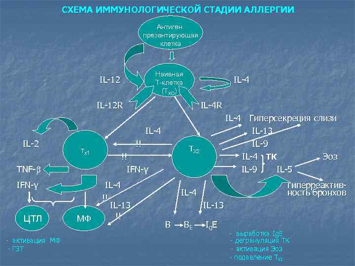 СХЕМА ИММУНОЛОГИЧЕСКОЙ СТАДИИ АЛЛЕРГИИ Антиген презентирующая клетка Наивная Т-клетка (ТХО) IL-12 IL-4 IL-12 R