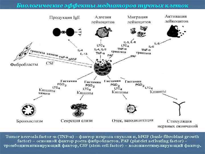 Биологические эффекты медиаторов тучных клеток Tumor necrosis factor -α (TNF-α) – фактор некроза опухоли