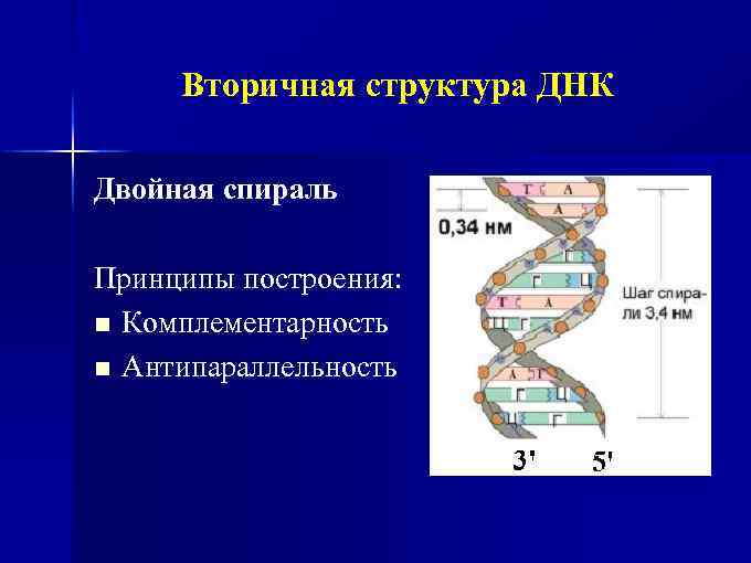 Принципы строения молекулы дезоксирибонуклеиновой кислоты комплементарность нуклеотидов презентация