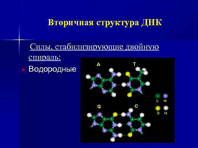 Вторичная структура ДНК Силы, стабилизирующие двойную спираль: Ø Водородные 