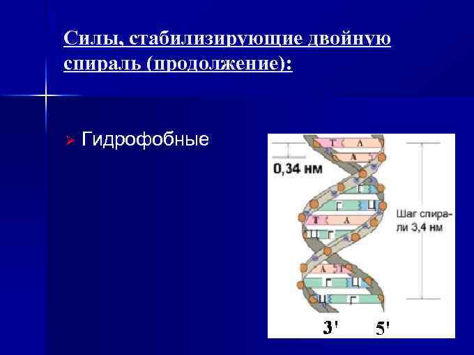 Силы, стабилизирующие двойную спираль (продолжение): Ø Гидрофобные 