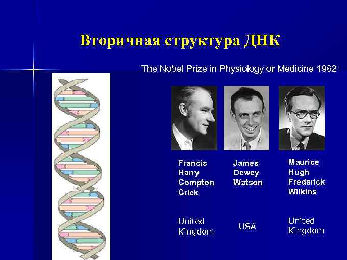 Вторичная структура ДНК The Nobel Prize in Physiology or Medicine 1962 Francis Harry Compton