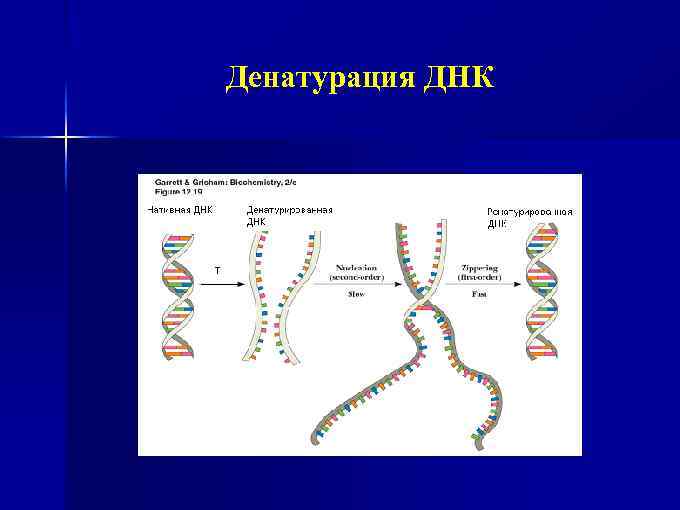 Денатурация ДНК 