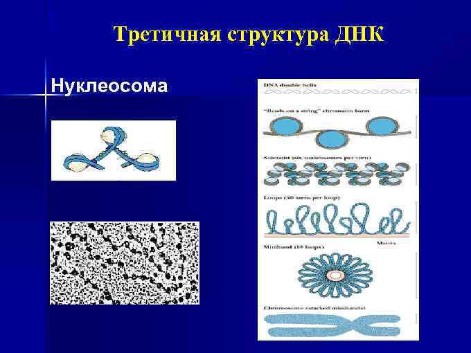 Третичная структура ДНК Нуклеосома 