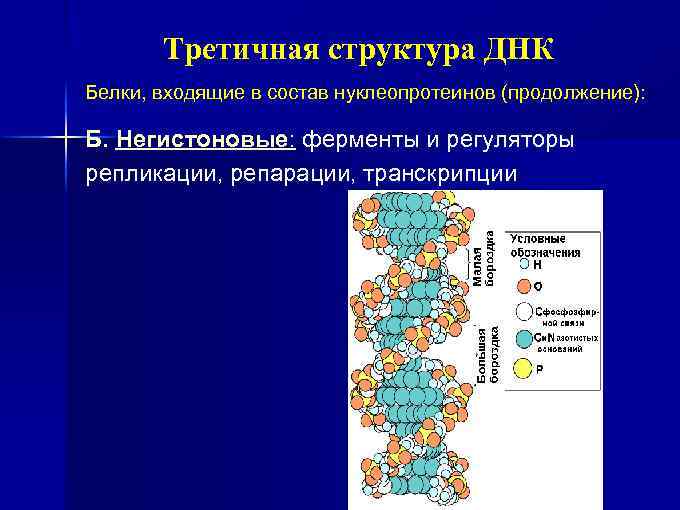 Третичная структура днк. Структура белка и ДНК. Третичная структура ДНК. Нуклеопротеины. Третичная структура ДНК биохимия. Нуклеопротеины третичная структура.