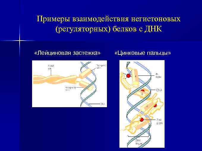 Примеры взаимодействия негистоновых (регуляторных) белков с ДНК «Лейциновая застежка» «Цинковые пальцы» 