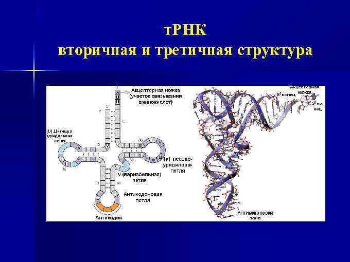 т. РНК вторичная и третичная структура 