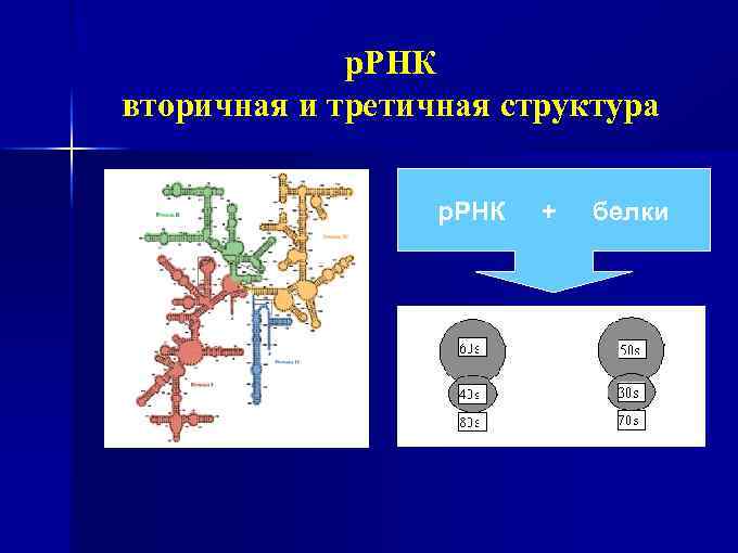 р. РНК вторичная и третичная структура р. РНК + белки 