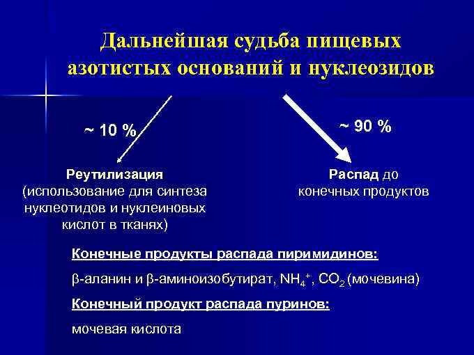 Дальнейшая судьба пищевых азотистых оснований и нуклеозидов ~ 90 % ~ 10 % Реутилизация