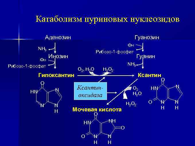 Катаболизм пуриновых нуклеозидов Аденозин Гуанозин Фн Рибозо-1 -фосфат NH 3 Фн Рибозо-1 -фосфат Инозин