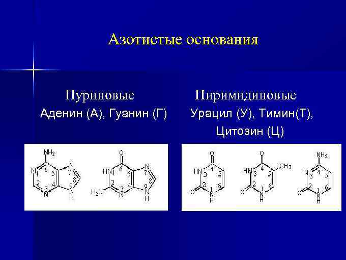 Четыре азотистых основания. Пуриновые основания аденин-Тимин. Урацил пиримидиновое основание. Пиримидиновые основания урацил Тимин цитозин. Азотистые основания пуринового ряда.