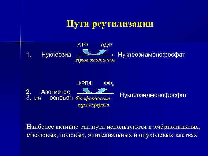 Пути реутилизации АТФ 1. Нуклеозид АДФ Нуклеозидкиназа ФРПФ Нуклеозидмонофосфат ФФн 2. Азотистое 3. ие