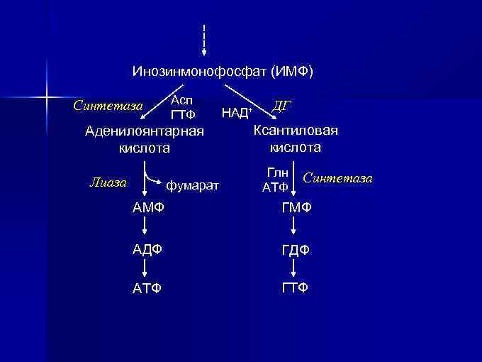 Инозинмонофосфат (ИМФ) Синтетаза Асп ГТФ Аденилоянтарная кислота Лиаза фумарат НАД+ ДГ Ксантиловая кислота Глн