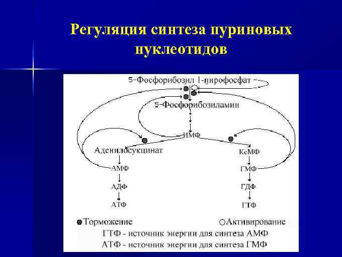 Регуляция синтеза пуриновых нуклеотидов 