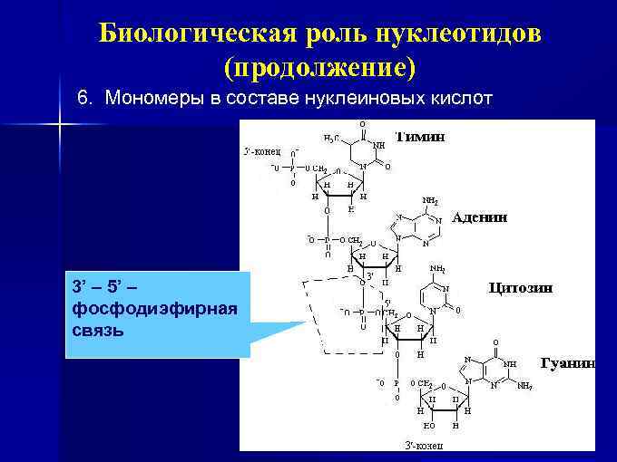 Биологическая роль нуклеотидов. Нуклеиновые кислоты состав строение биологическая роль. Нуклеиновые кислоты и их мономеры.