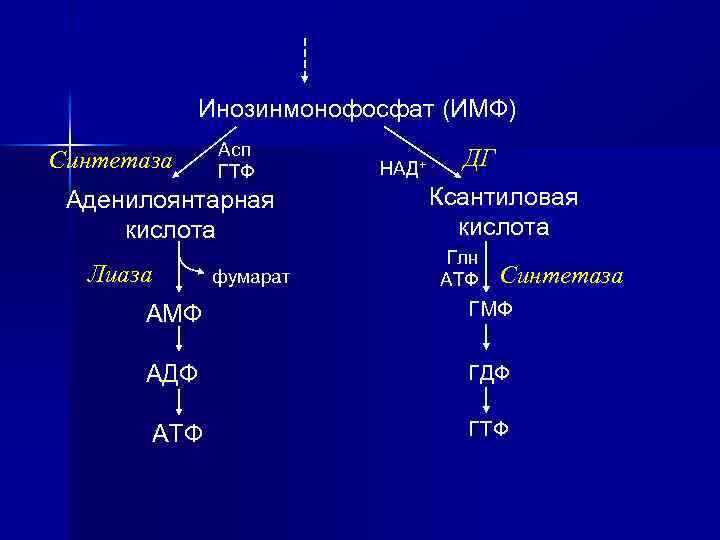 Инозинмонофосфат (ИМФ) Синтетаза Асп ГТФ Аденилоянтарная кислота Лиаза фумарат НАД+ ДГ Ксантиловая кислота Глн