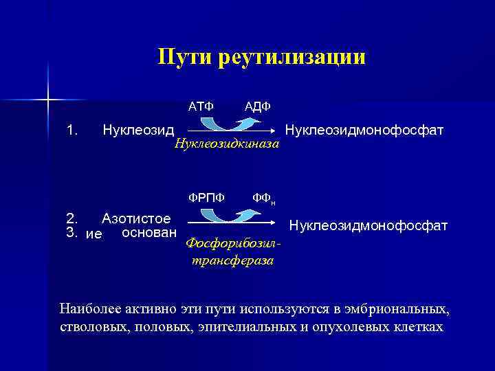 Пути реутилизации АТФ 1. Нуклеозид АДФ Нуклеозидкиназа ФРПФ 2. Азотистое 3. ие основан Нуклеозидмонофосфат