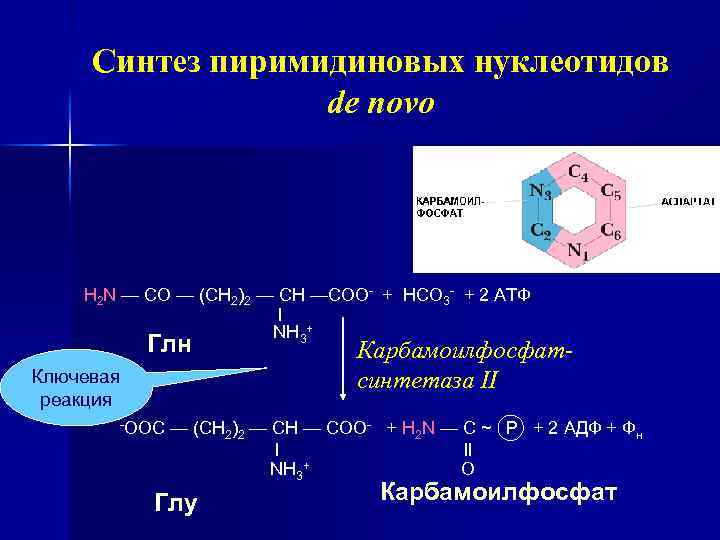 Синтез пиримидиновых нуклеотидов de novo H 2 N — CO — (CH 2)2 —